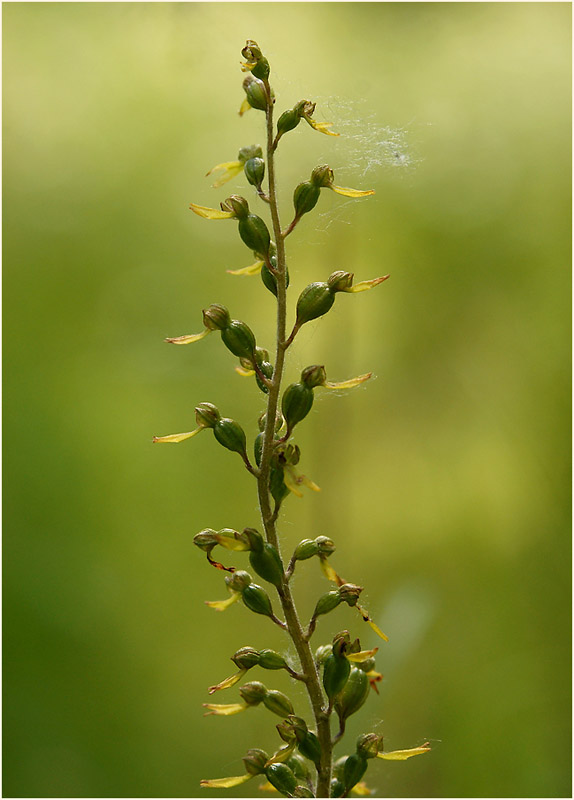 Großes Zweiblatt (Listera ovata)