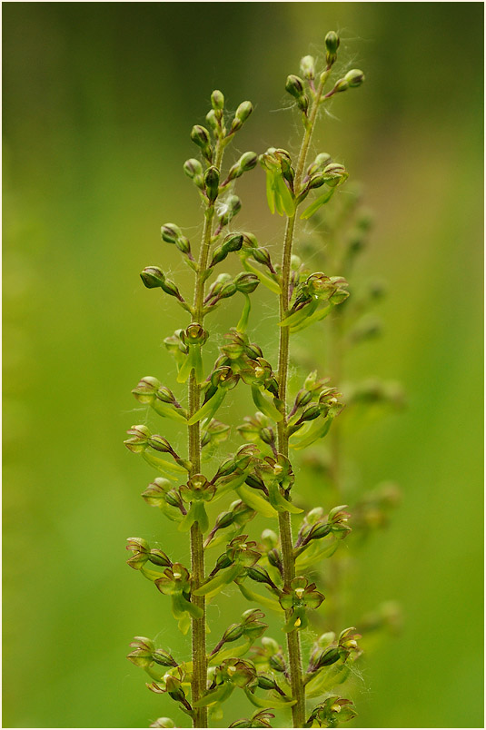 Großes Zweiblatt (Listera ovata)