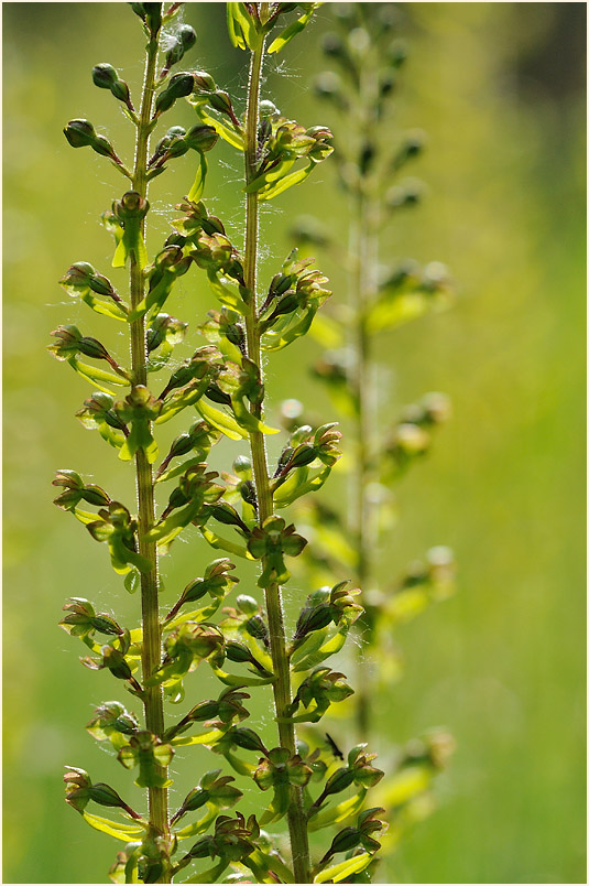 Großes Zweiblatt (Listera ovata)