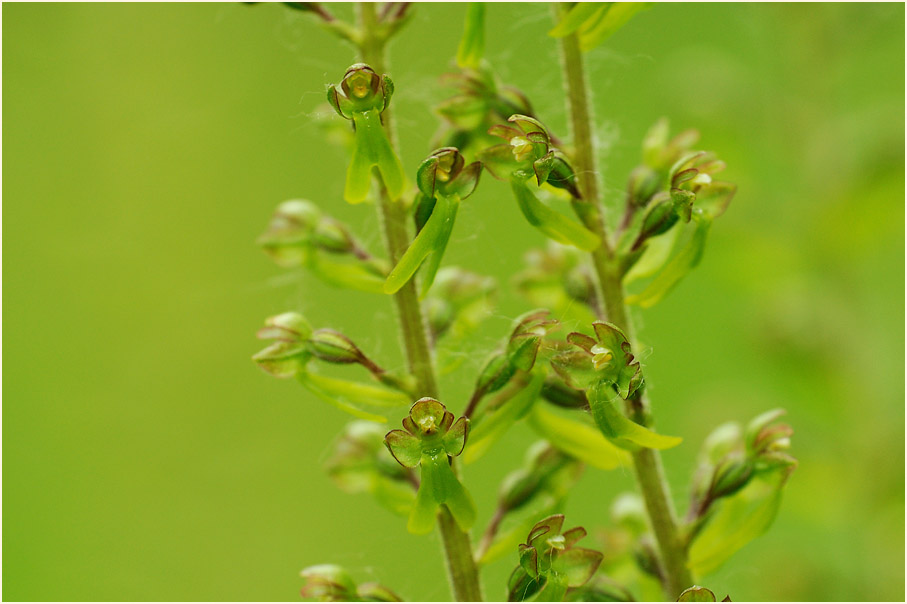 Großes Zweiblatt (Listera ovata)