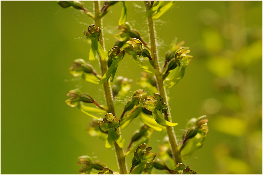 Großes Zweiblatt (Listera ovata)