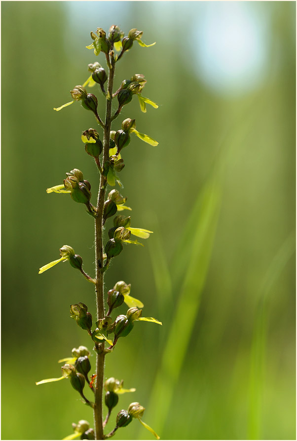 Großes Zweiblatt (Listera ovata)