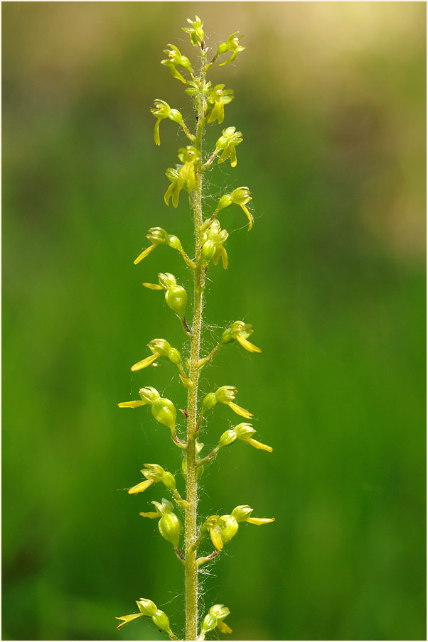 Großes Zweiblatt (Listera ovata)