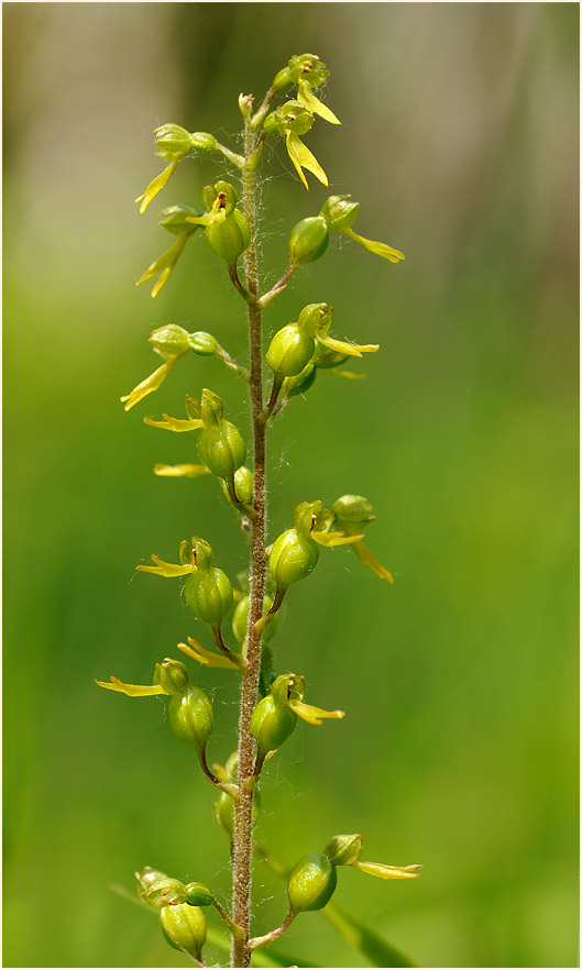 Großes Zweiblatt (Listera ovata)