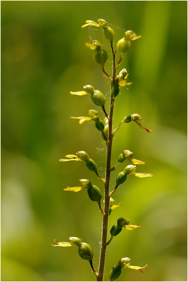 Großes Zweiblatt (Listera ovata)