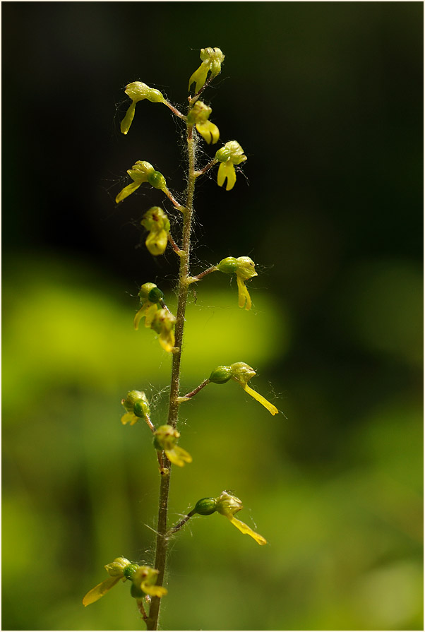 Großes Zweiblatt (Listera ovata)