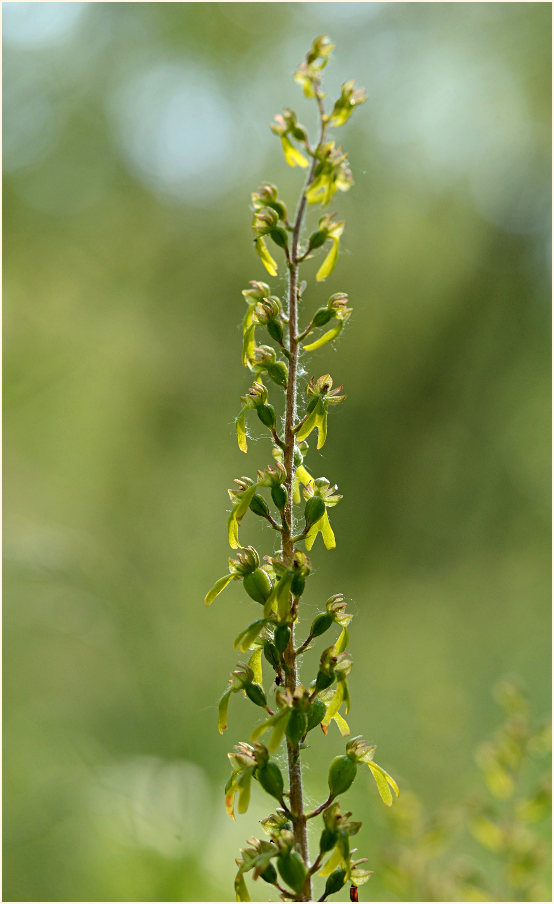 Großes Zweiblatt (Listera ovata)