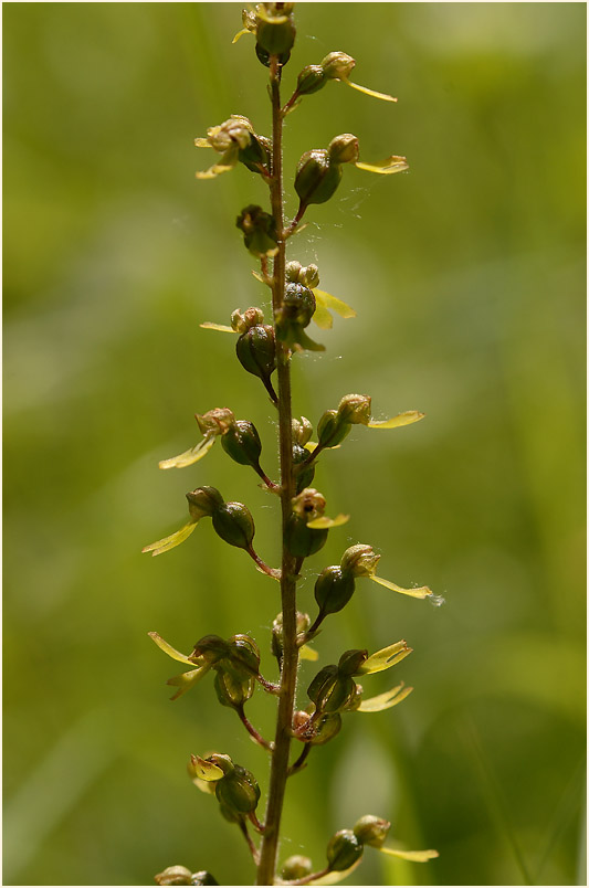 Großes Zweiblatt (Listera ovata)