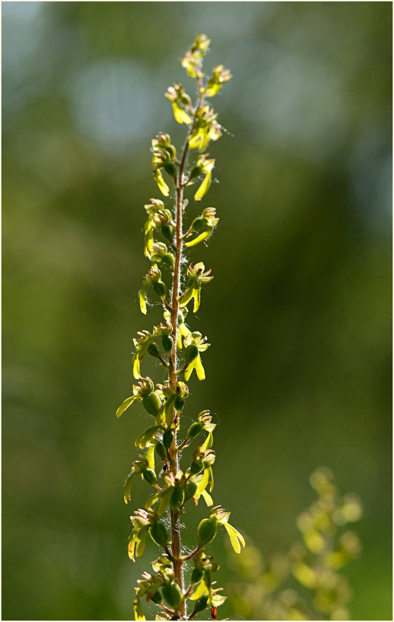 Großes Zweiblatt (Listera ovata)