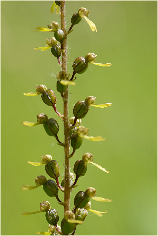 Großes Zweiblatt (Listera ovata)