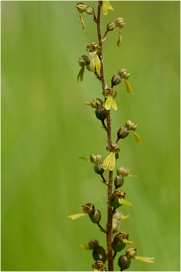 Großes Zweiblatt (Listera ovata)