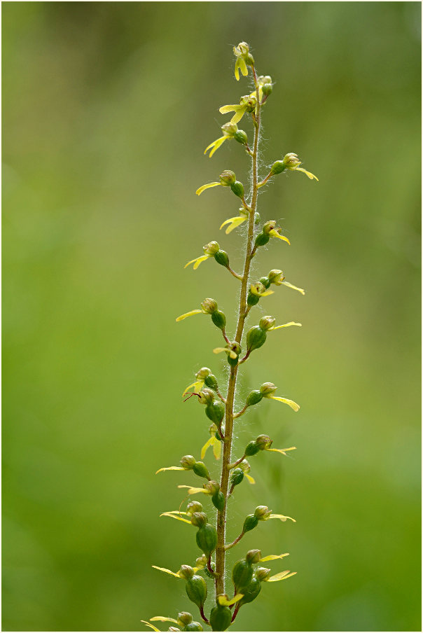 Großes Zweiblatt (Listera ovata)