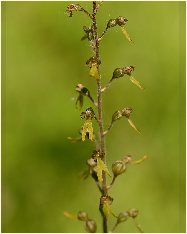 Großes Zweiblatt (Listera ovata)