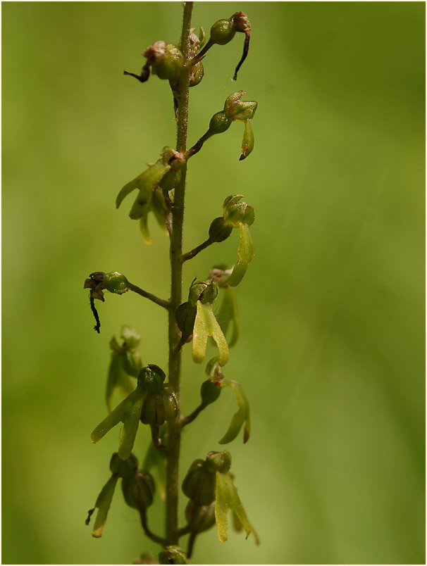 Großes Zweiblatt (Listera ovata)