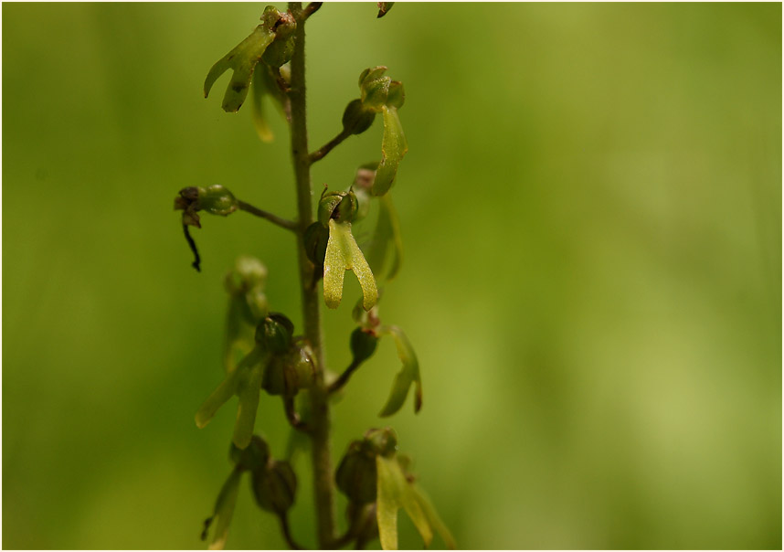 Großes Zweiblatt (Listera ovata)