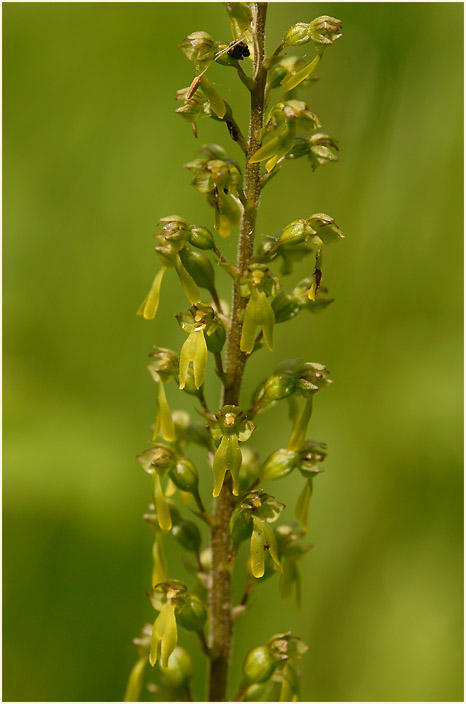 Großes Zweiblatt (Listera ovata)