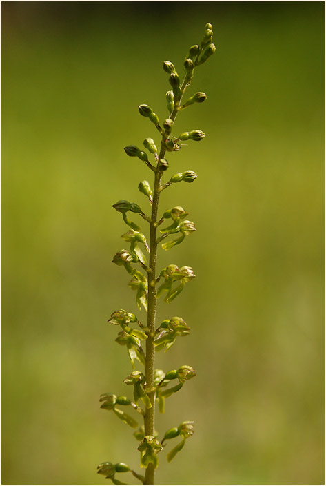 Großes Zweiblatt (Listera ovata)