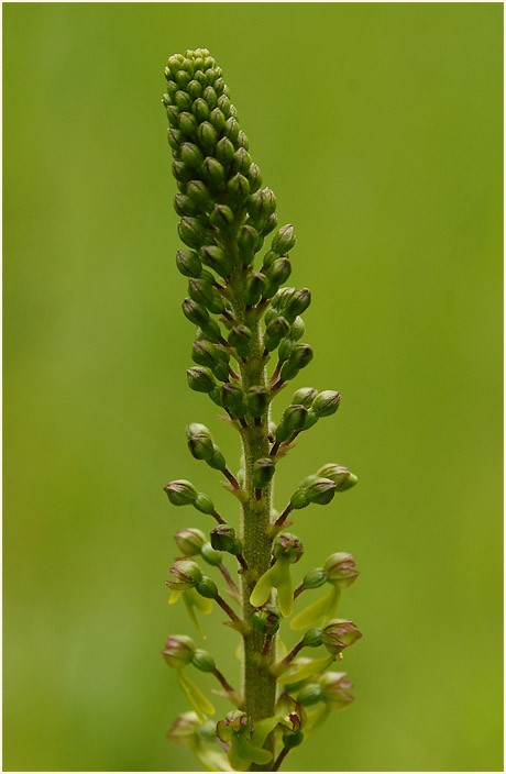 Großes Zweiblatt (Listera ovata)